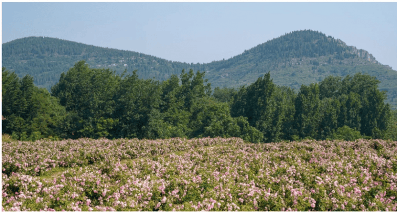 产业链生态以长期主义深耕个人护理赛道pg电子免费模拟器半亩花田构建花植全(图3) 产业链生态以长期主义深耕个人护理赛道pg电子免费模拟器半亩花田构建花植全(图3)